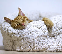 Cat Sleeping