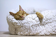 gato durmiendo