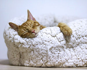 Cat Sleeping