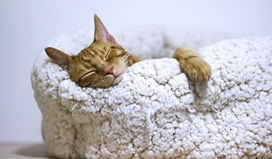 sommeil de chat