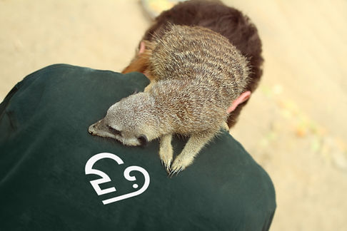 Meerkat
