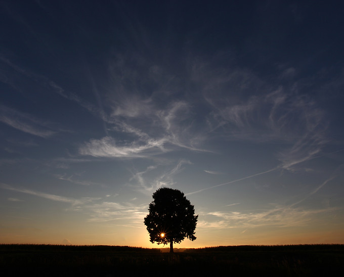 Baum bei Sonnenuntergang