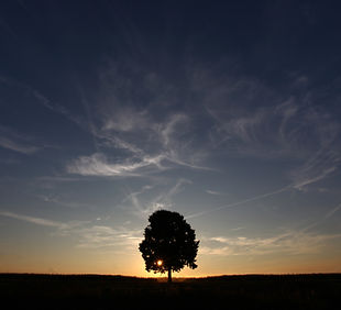 Tree at Sunset