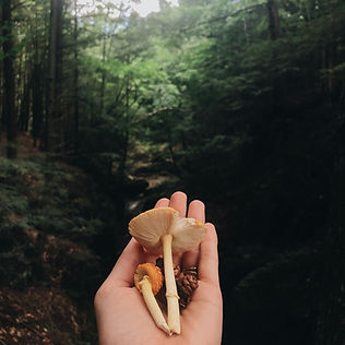 Hand Holding Mushrooms