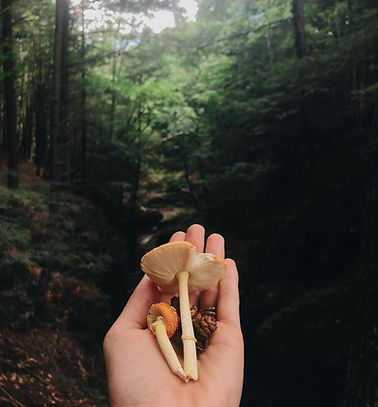 Mano che tiene i funghi