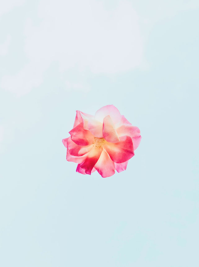 Pink Flower Close-Up