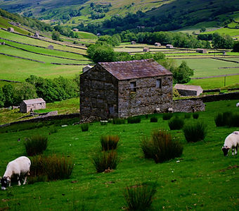 Sheep in pasture