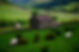 Sheep in pasture