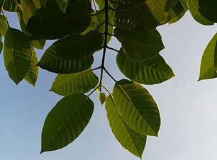 Green Leaves Canopy