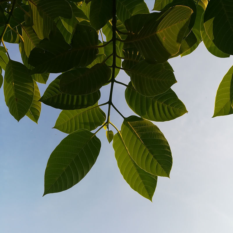 Green Leaves Canopy
