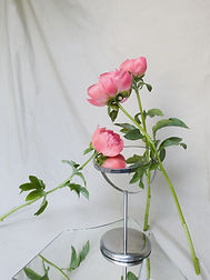 Pink Flowers