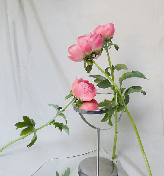 Pink Flowers