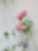 Pink Peonies Display
