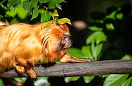 Macaco