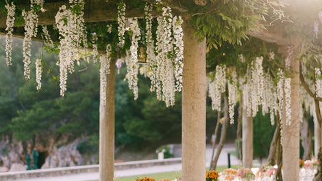 Caring for Your Wisteria in Late Summer