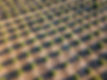Olive Grove