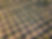 Olive Grove