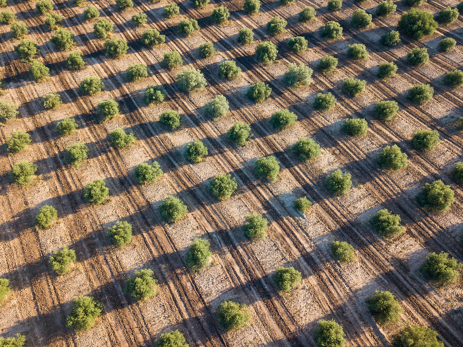 Olive Grove
