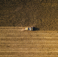 Harvesting Wheat
