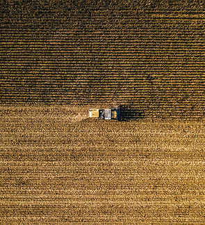 Harvesting Wheat