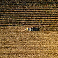 Harvesting Wheat