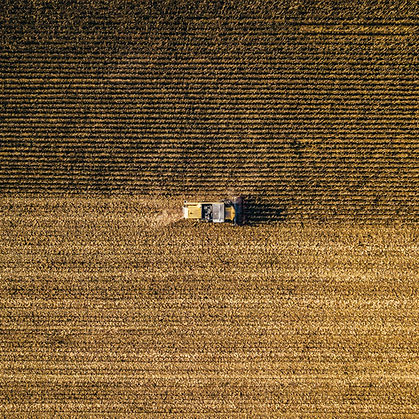 Harvesting Wheat