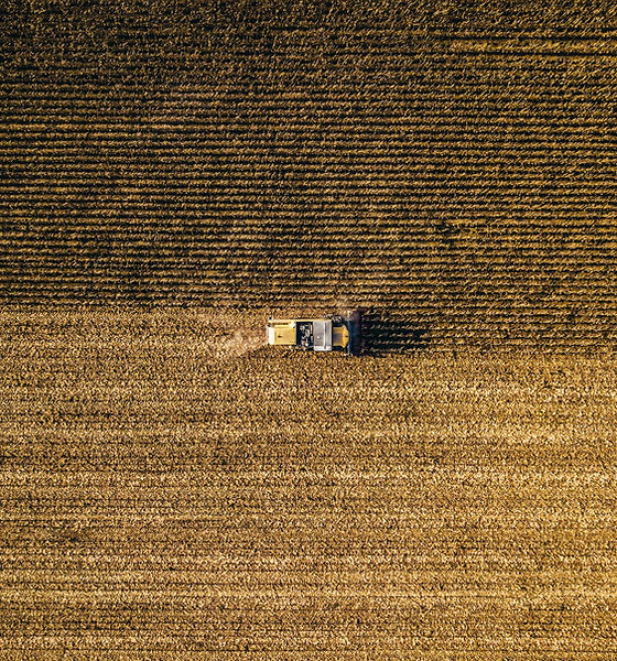 Harvesting Wheat