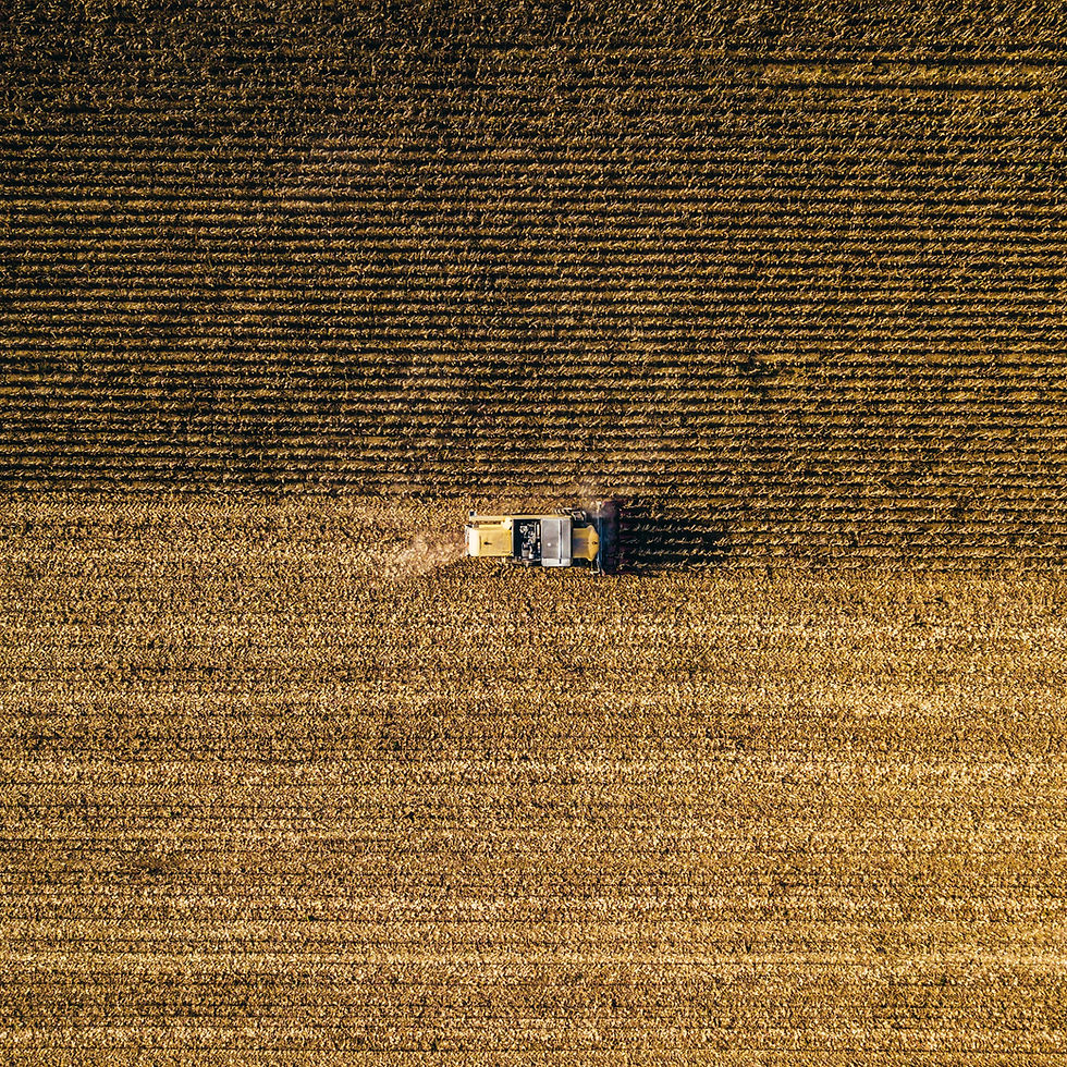 Harvesting Wheat Field