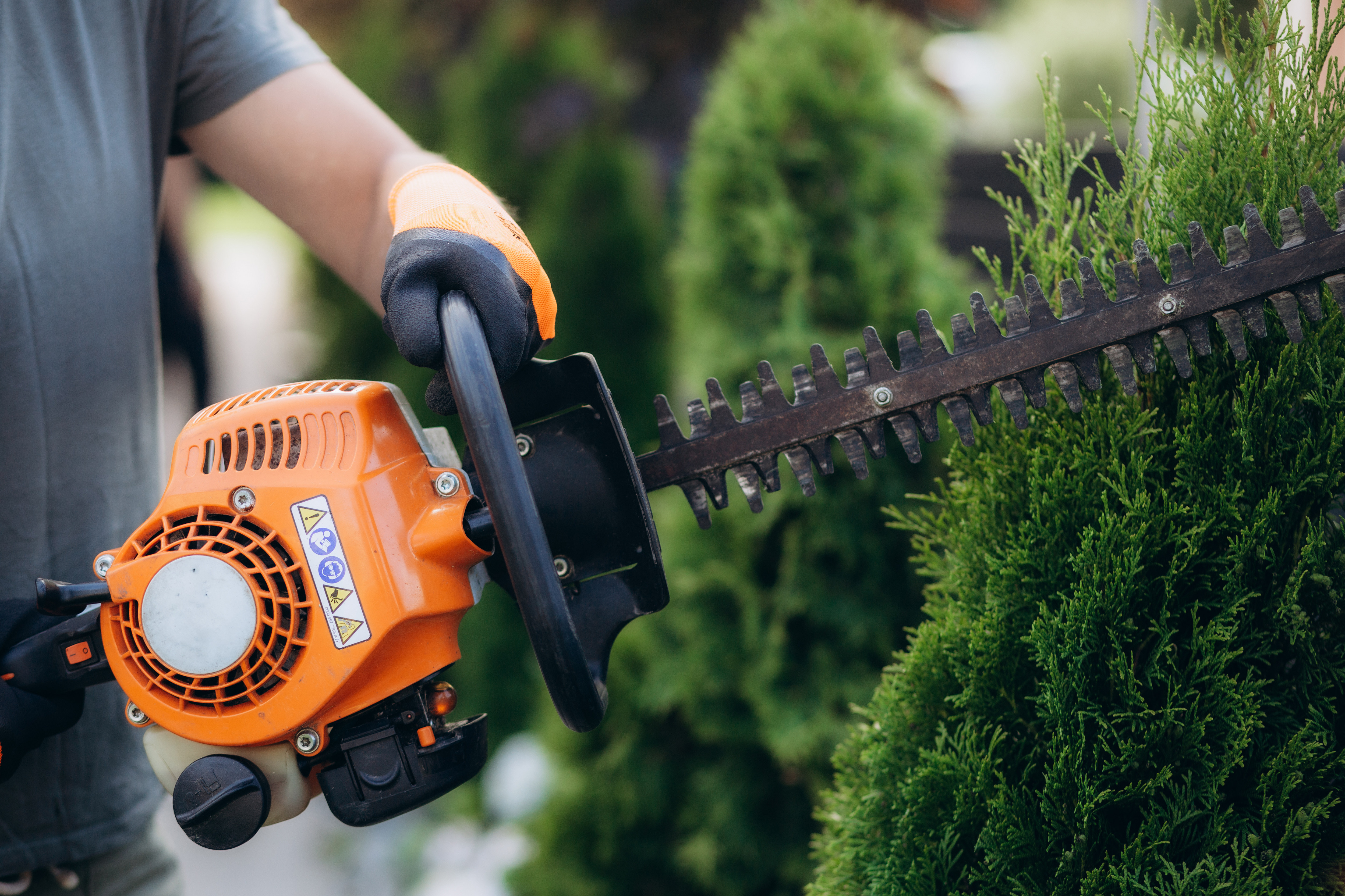 Trimming Shrubs