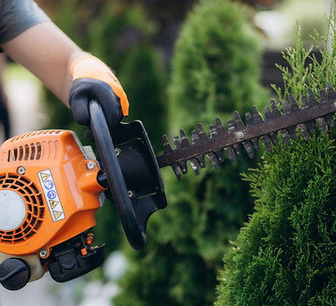 Trimming Shrubs