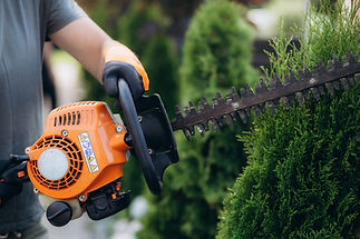 gardener using hedge trimmer to cut a hedge