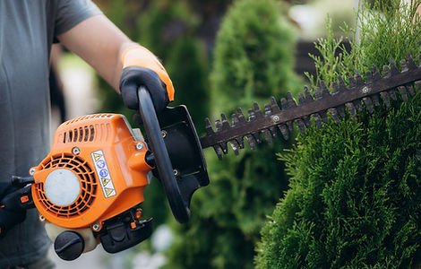 Arborist trimming shrubs