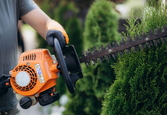 Trimming Shrubs