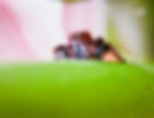 Jumping Spider