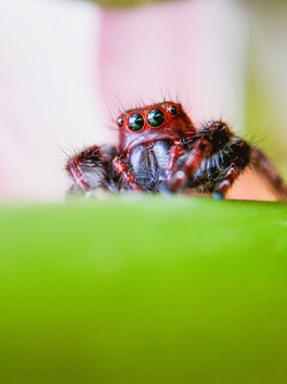 Cute Red Jumping Spider on Green Stem