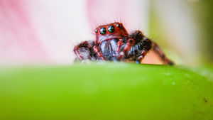 Comment se débarrasser des fourmis efficacement : Guide complet 2025