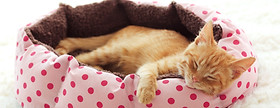 Gatinho dormindo na cama do animal de es