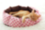 Kitten Sleeping in Pet Bed
