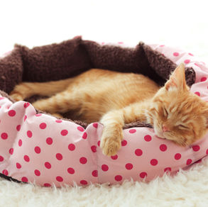 Orange tabby cat in a pink basket.
