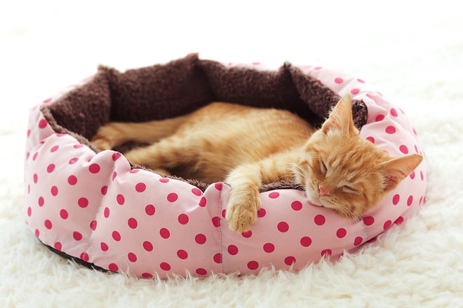 Chat endormi dans le lit