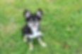 犬