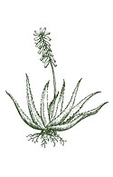 Planta de aloe vera