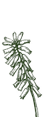 Aloe Vera Plant