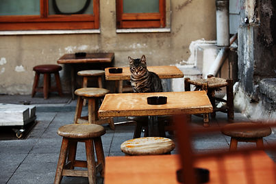 Cat Sitting in Cafe