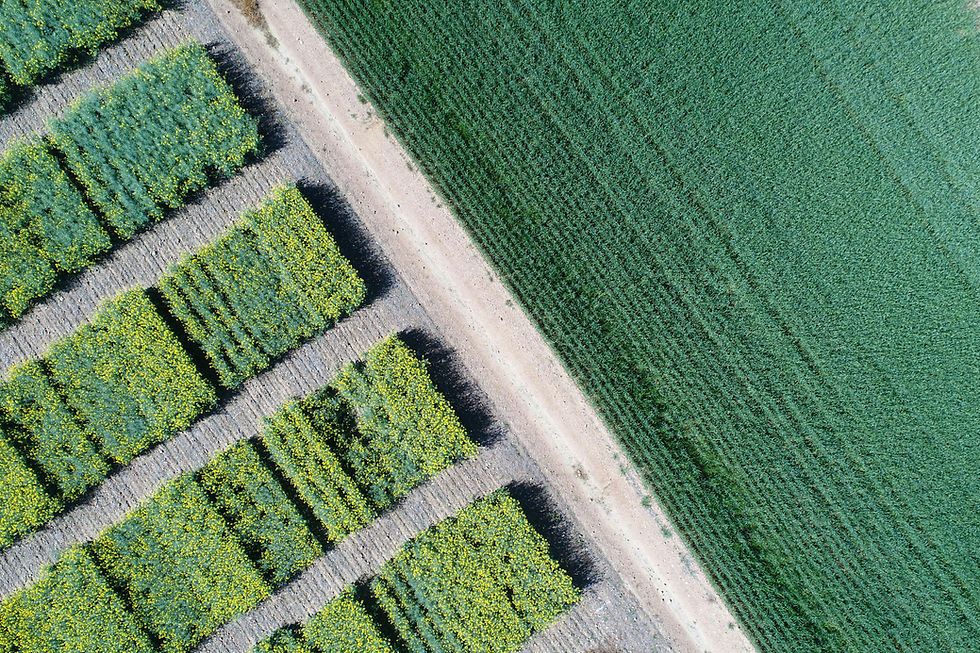 Bio-application timing for SA Crops