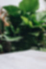 Out of Focus Plants