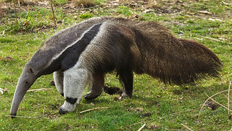 Oso hormiguero