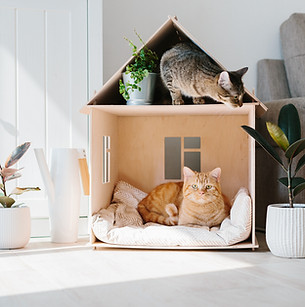 Cats at Home