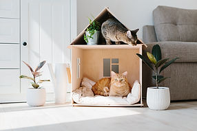 Gatos em um espaço aconchegante
