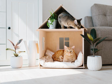 Top 3 Gifts for Cat Lovers